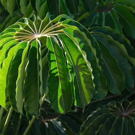 El Jardin De La Palapa וילה