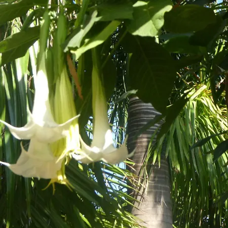 El Jardin De La Palapa لوس رياليخوس
